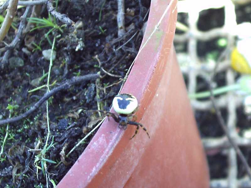 Synaema globosum